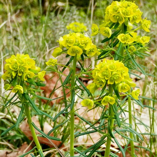 Euphorbia cyparissias [L.]Em Nature.Guide de RikenMon