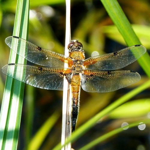 Four-spotted chaseron RikenMon's Nature.Guide