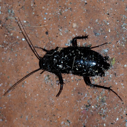 Oriental cockroachon RikenMon's Nature.Guide