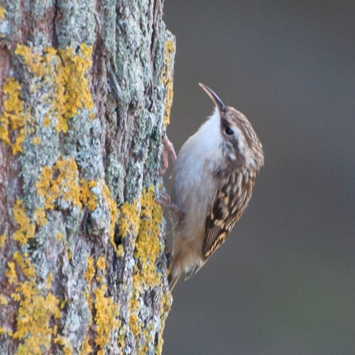 Short-toed treecreeperon RikenMon's Nature.Guide