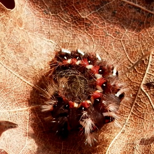 Knot grasson RikenMon's Nature.Guide