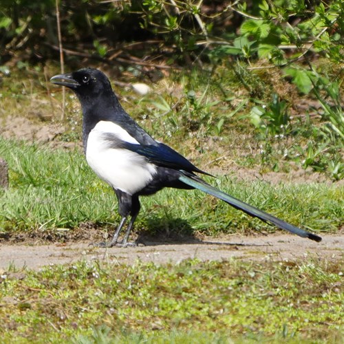 Magpieon RikenMon's Nature.Guide