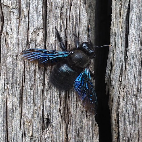 Violet carpenter beeon RikenMon's Nature.Guide