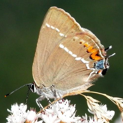 Blue spot hairstreakon RikenMon's Nature.Guide