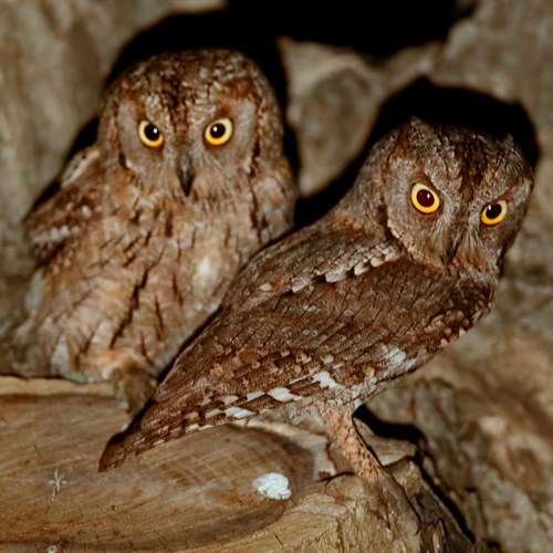 Eurasian scops owlon RikenMon's Nature.Guide