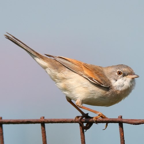 Whitethroaton RikenMon's Nature.Guide