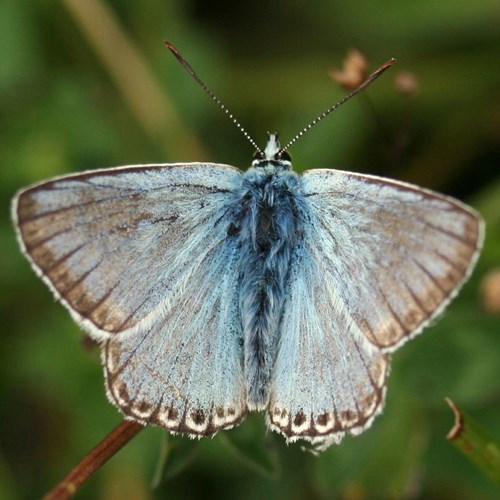 Chalkhill blueon RikenMon's Nature.Guide