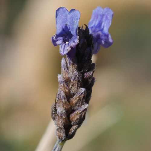 Fernleaf lavenderon RikenMon's Nature.Guide