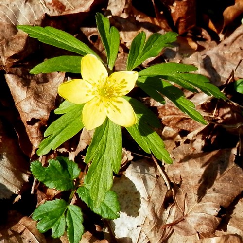 Yellow wood anemoneon RikenMon's Nature.Guide
