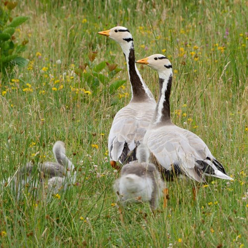 Bar-headed gooseon RikenMon's Nature.Guide