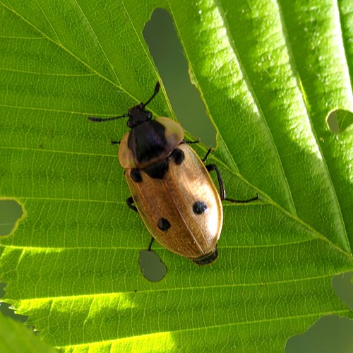 Dendroxena quadrimaculata [L.]on RikenMon's Nature.Guide