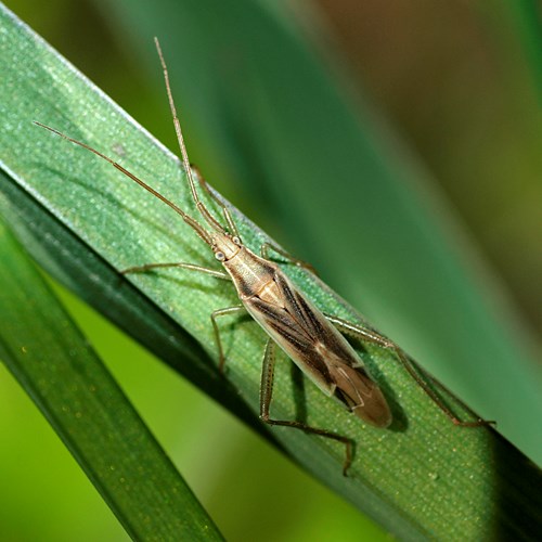 Grass bugon RikenMon's Nature.Guide