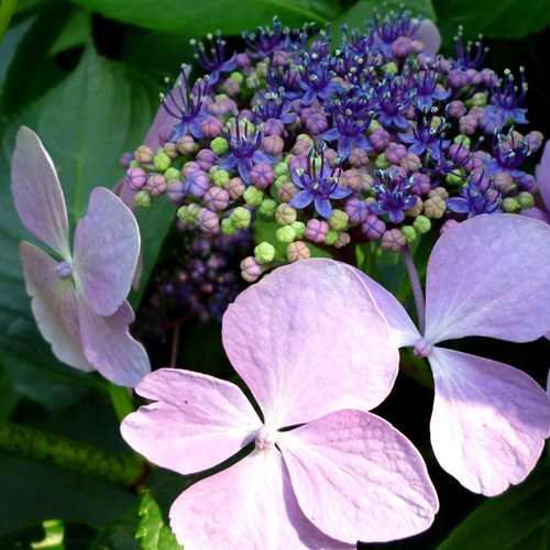 Bigleaf hydrangeaon RikenMon's Nature.Guide