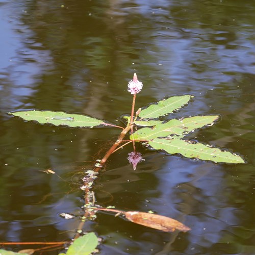 water knotweedon RikenMon's Nature.Guide