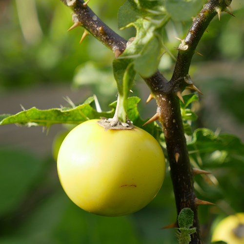 Devil's appleon RikenMon's Nature.Guide