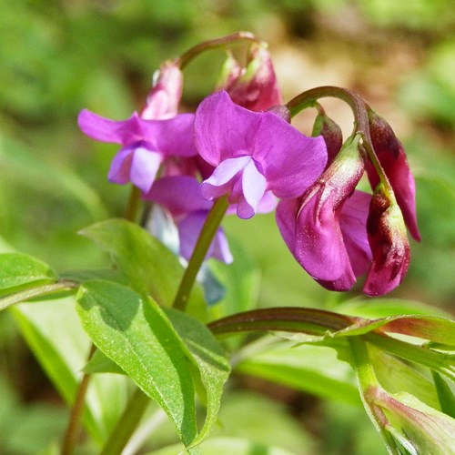 Sspring vetchlingon RikenMon's Nature.Guide