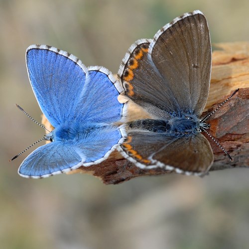 Adonis blueon RikenMon's Nature.Guide