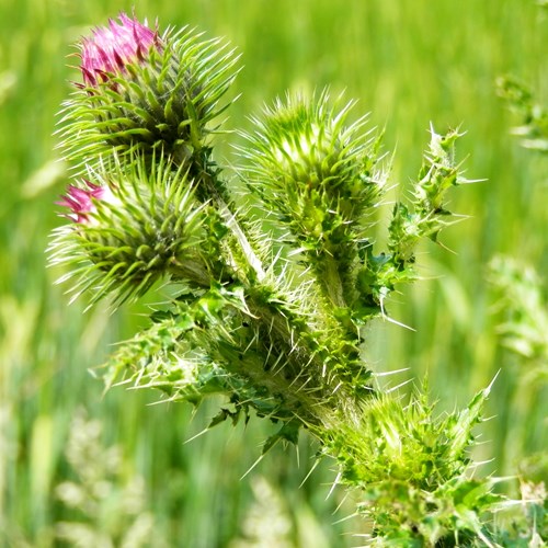Spiny plumeless thistleon RikenMon's Nature.Guide