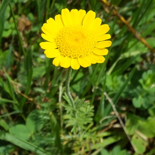 Oxeye chamomileon RikenMon's Nature.Guide