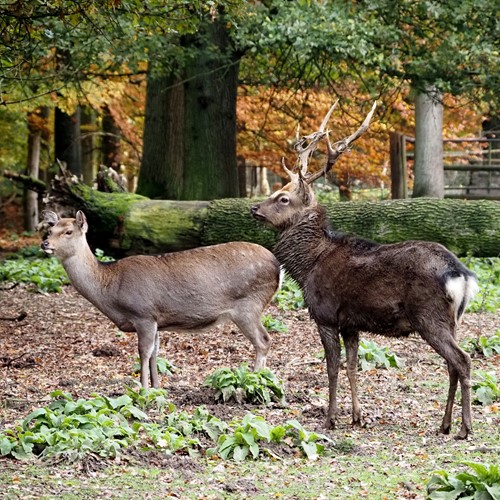 Sika deeron RikenMon's Nature.Guide