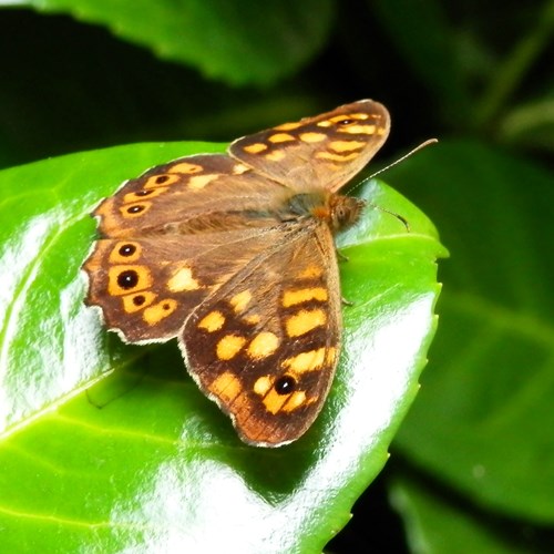 Speckled woodon RikenMon's Nature.Guide