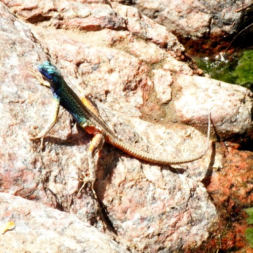 Common flat lizardon RikenMon's Nature.Guide