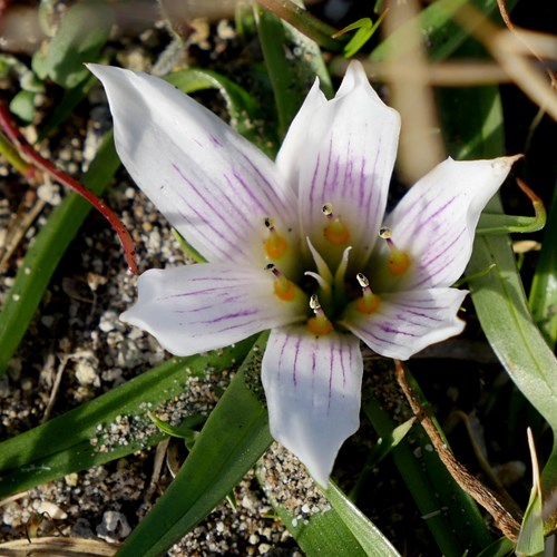 Androcymbium europaeum [L.]on RikenMon's Nature.Guide