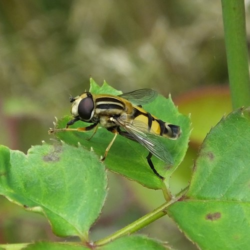 Large tiger hoverflyon RikenMon's Nature.Guide