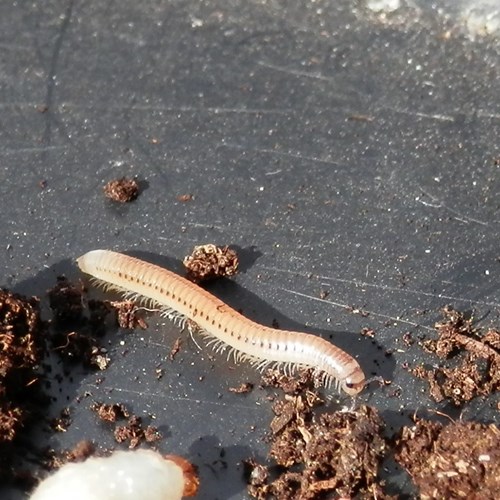 Spotted snake millipedeon RikenMon's Nature.Guide