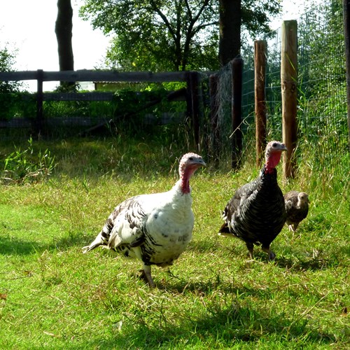 Wild turkeyon RikenMon's Nature.Guide