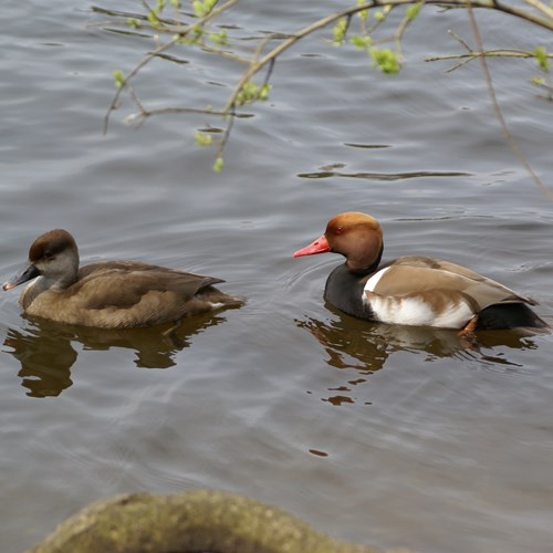 Red-crested pochardon RikenMon's Nature.Guide