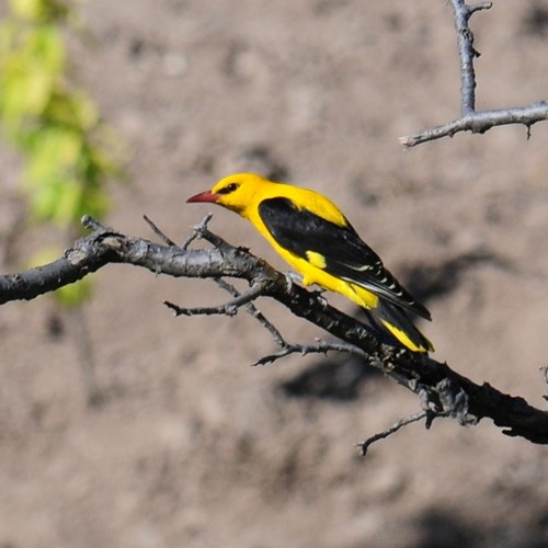 Golden orioleon RikenMon's Nature.Guide