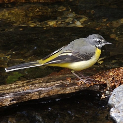 Grey wagtailon RikenMon's Nature.Guide