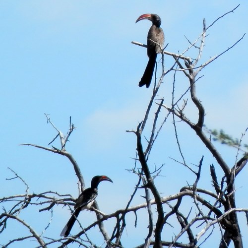 Monteiro's hornbillon RikenMon's Nature.Guide