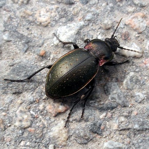 European ground beetleon RikenMon's Nature.Guide