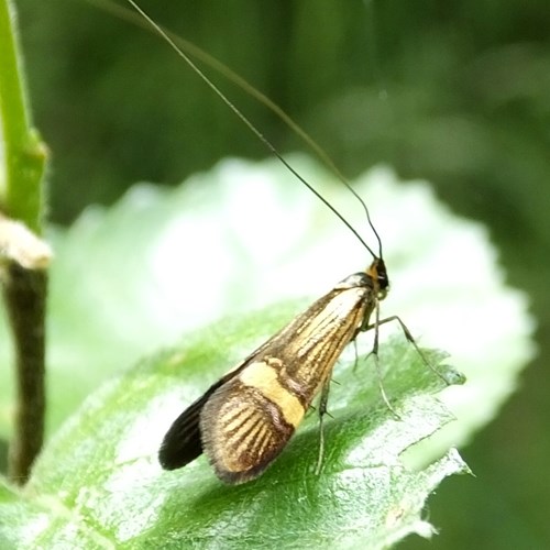 Longhorn mothon RikenMon's Nature.Guide