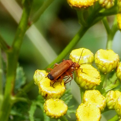 Red soldier beetleon RikenMon's Nature.Guide