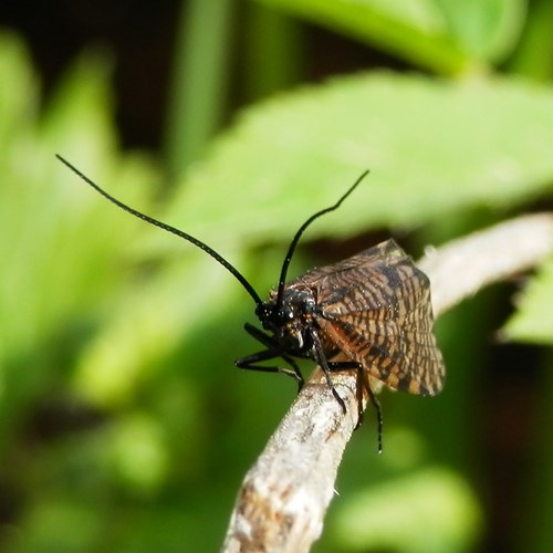 Hagenella clathrata [L.]Sur le Nature.Guide de RikenMon