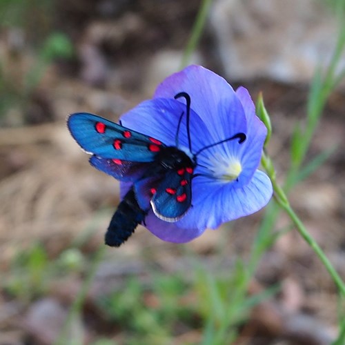 Zygaena lavandulae [L.]on RikenMon's Nature.Guide