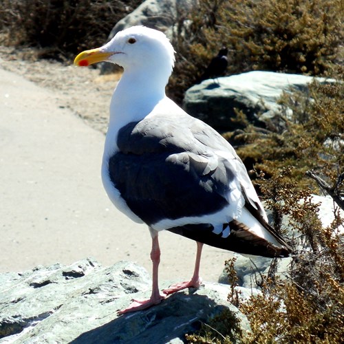 Great black-backed gullon RikenMon's Nature.Guide