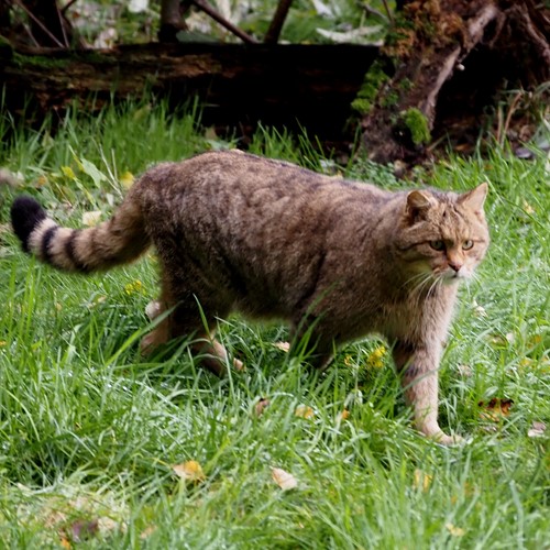 Wildcaton RikenMon's Nature.Guide