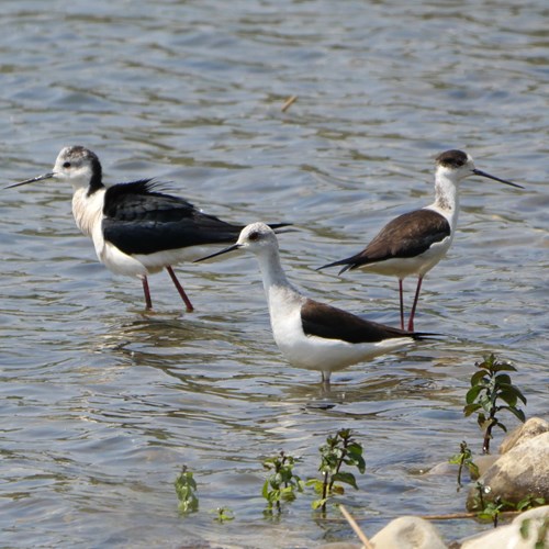 Black-winged stilton RikenMon's Nature.Guide