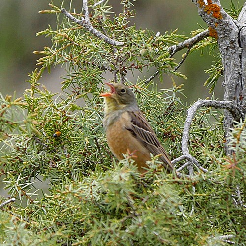Ortolan buntingon RikenMon's Nature.Guide