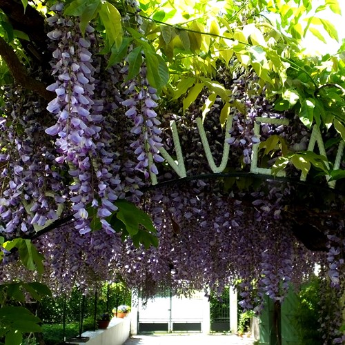 Chinese wisteriaon RikenMon's Nature.Guide