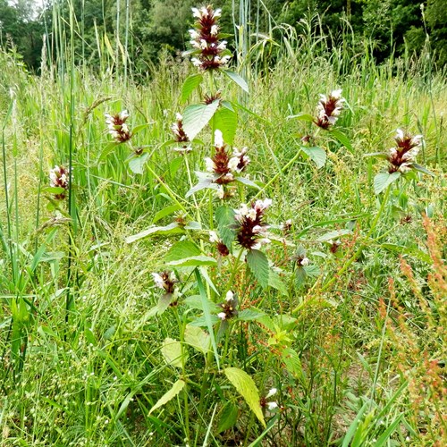 Brittlestem hempnettleon RikenMon's Nature.Guide