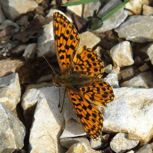 Pearl-bordered fritillaryon RikenMon's Nature.Guide