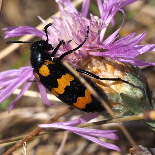 Mylabris variabilis [L.]on RikenMon's Nature.Guide