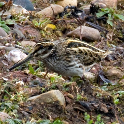 ZwergschnepfeAuf RikenMons Nature.Guide