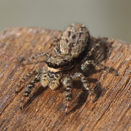 Marpissa muscosa [L.]on RikenMon's Nature.Guide