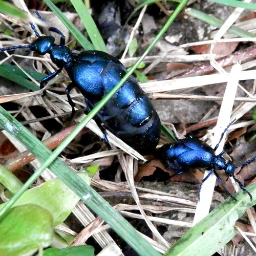 Violet oil beetleon RikenMon's Nature.Guide